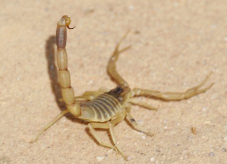 Bọ cạp 1 Bọ cạp 1