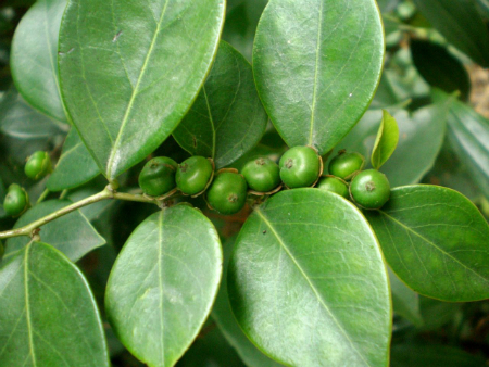 Bồ cu vẽ 1 Bồ cu vẽ 1