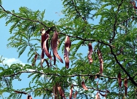 Bồ kết 1 Bồ kết 1