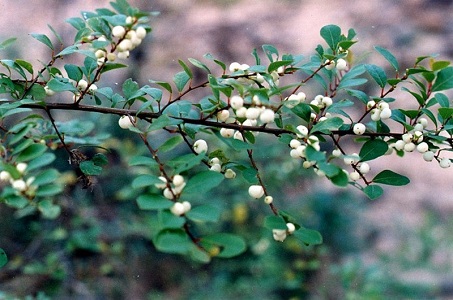 Bỏng nổ 1 Bỏng nổ 1
