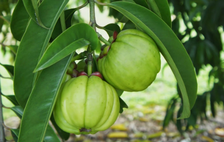Bứa 1 Bứa 1