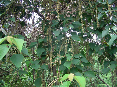 Bùng bục 1 Bùng bục 1