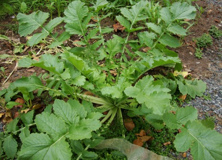 Cải củ 1 Cải củ 1