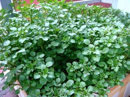 Cải xoong 1 Cải xoong 1