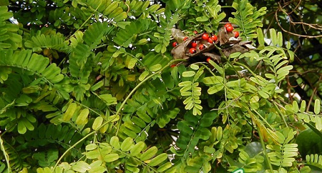 Cam thảo dây 1 Cam thảo dây 1