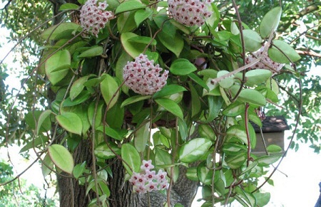 Cẩm cù 1 Cây Cẩm cù