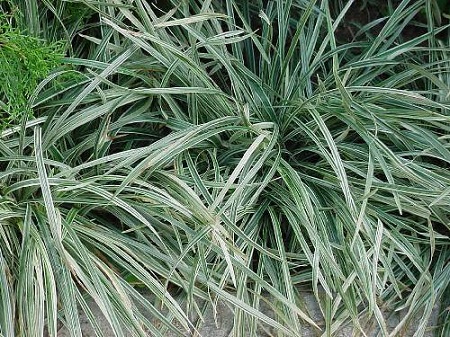 Cao cẳng 1 Cao cẳng 1