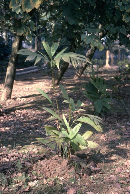 Cau rừng 1 Cau rừng 1