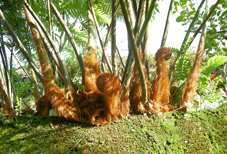 Cẩu tích 1 Cẩu tích