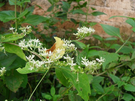 Bọ mẩy 1 Bọ mẩy 1