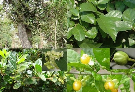 Cây ruối 1 Cây ruối 1