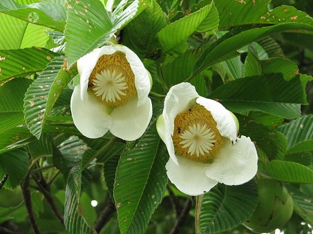 Cây sổ 1 Cây sổ 1