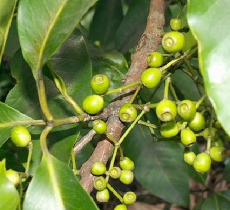 Cây vối 1 Cây vối 1