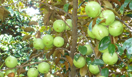 Cây vú sữa 1 Cây vú sữa 1