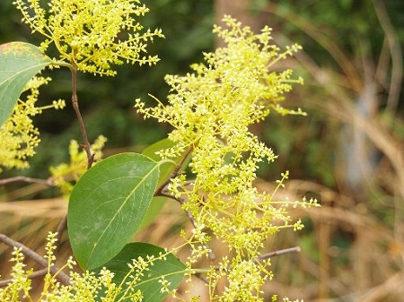 Chiêu liêu 1 Cây Chiêu Liêu Nghệ - Terminalia Nigrovenulosa