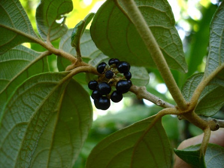 Bọt ếch 2 Bọt ếch 2