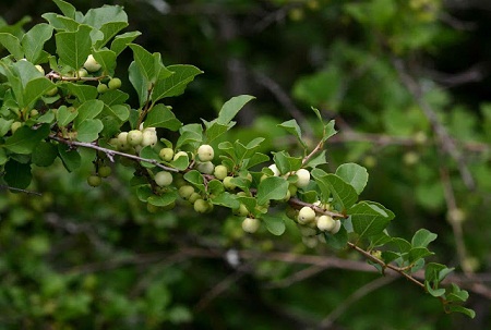 Cây nổ 1 cây nổ