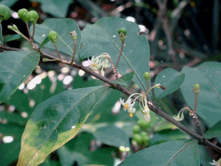 Chanh trường 1 Chanh trường 1