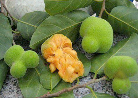 Chay bắc bộ 1 Chay bắc bộ 1