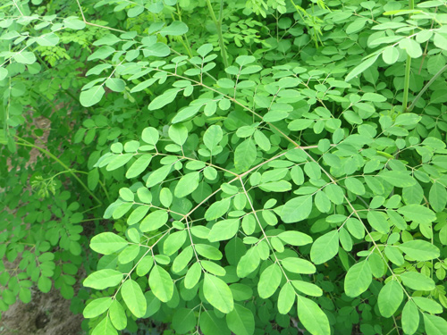 Moringa oleifera Lam 1 Moringa oleifera Lam 1