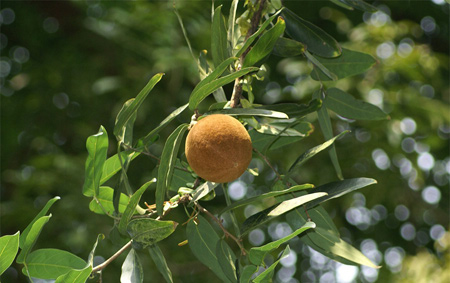 Chùm bao lớn 1 Chùm bao lớn 1