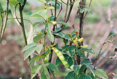 Đậu cọc rào 1 Đậu cọc rào 1