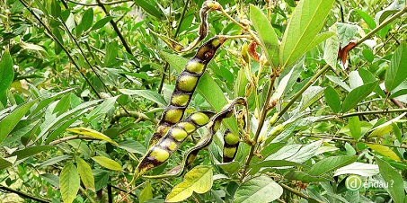 Đại chiều 1 Đại chiều 1