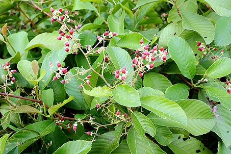 Dây chặc chìu 1 Dây chặc chìu 1