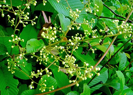 Dây chiều 1 Dây chiều 1
