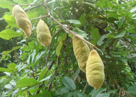 Dây thuốc cá 1 Dây thuốc cá 1