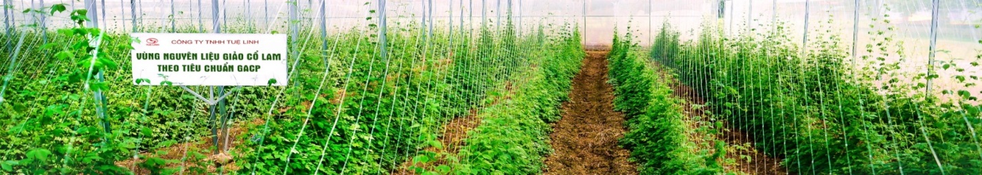 Giảo cổ lam 2 Giảo cổ lam 2