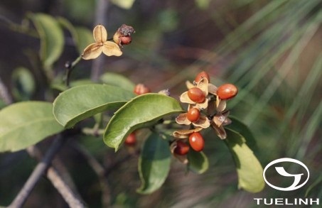 Xạ đen 1 Xạ đen 1