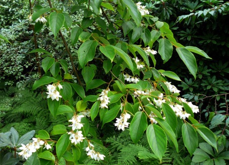 Cánh kiến trắng 1 Cánh kiến trắng 1