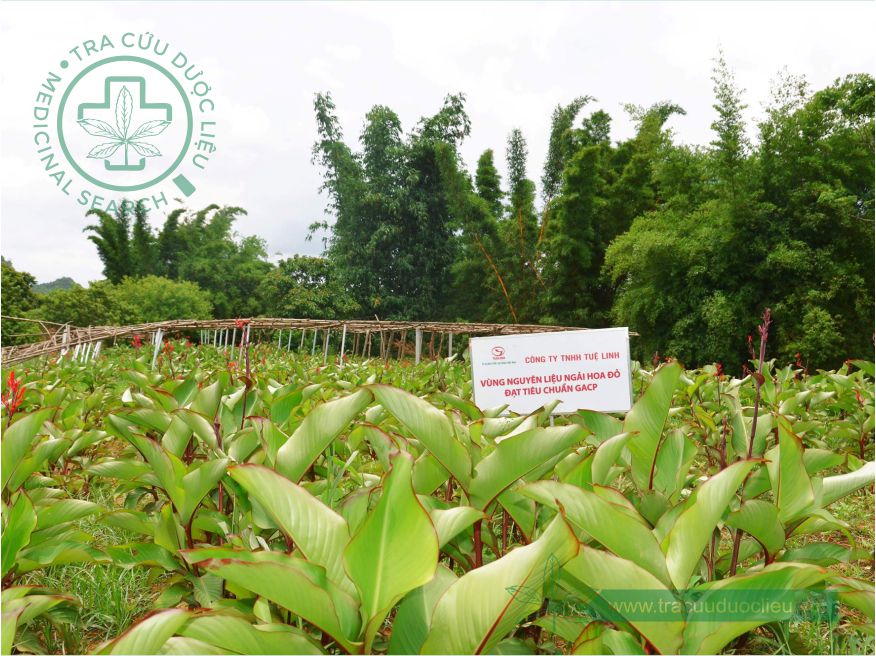 Ngải hoa đỏ 1 Ngải hoa đỏ 1