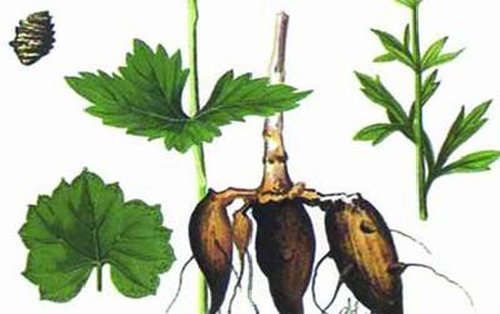 Ô Đầu và Phụ Tử 1 Ô Đầu và Phụ Tử 1
