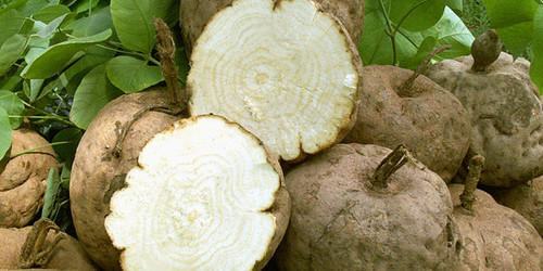 Sâm tố nữ 1 Sâm tố nữ 1