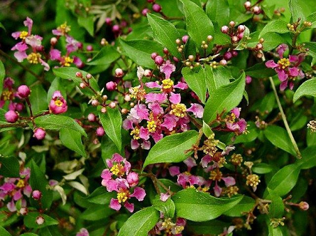 Cây sẽ ri 1 Cây sẽ ri 1