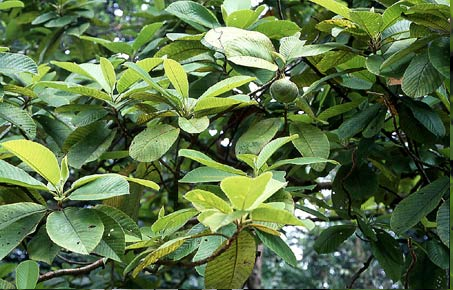 Cây Sổ Trai 1 Cây Sổ Trai 1