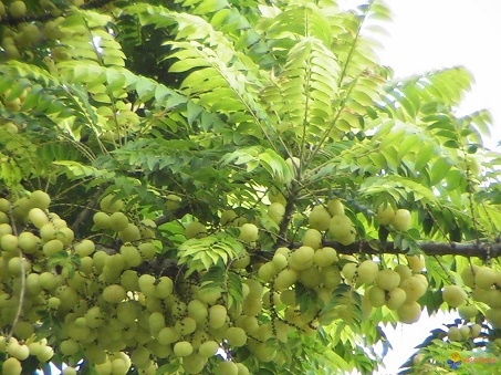 Tầm ruột 1 Tầm ruột