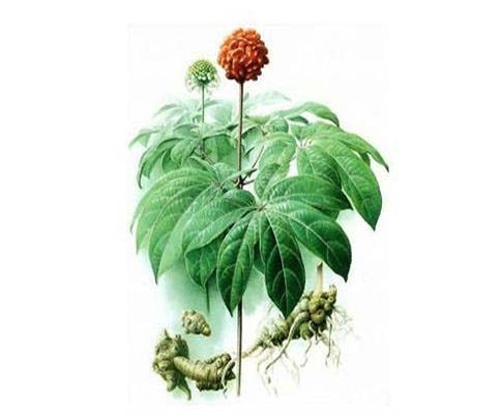 Cây tam thất 1 Cây tam thất 1