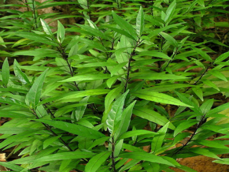 Thanh táo 1 Thanh táo 1