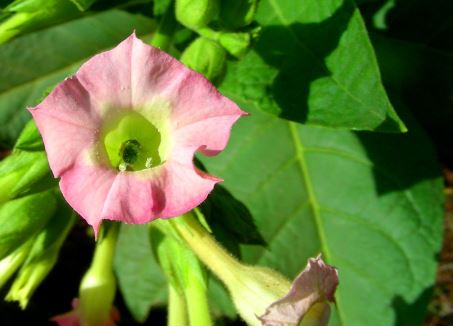 Thuốc Lá 1 Thuốc Lá 1