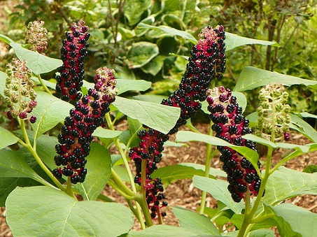 Thương lục 1 Thương lục 1