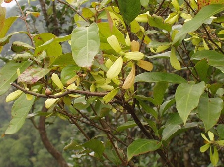 Tơ mành 1 Tơ mành 1
