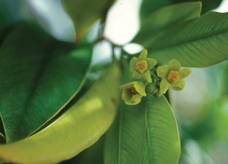 Trầm hương 1 Trầm hương 1