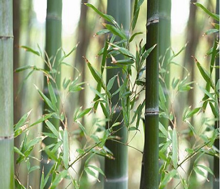Trúc nhự 1 Trúc nhự 1