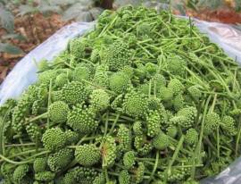 Hoa Tam Thất điều trị bệnh mất ngủ và tốt cho tim mạch